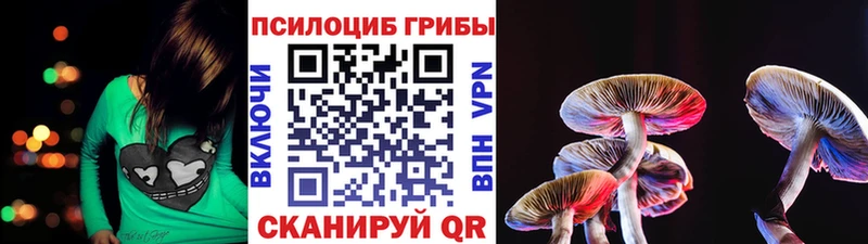 дарнет шоп  Елизово  Галлюциногенные грибы Psilocybe 